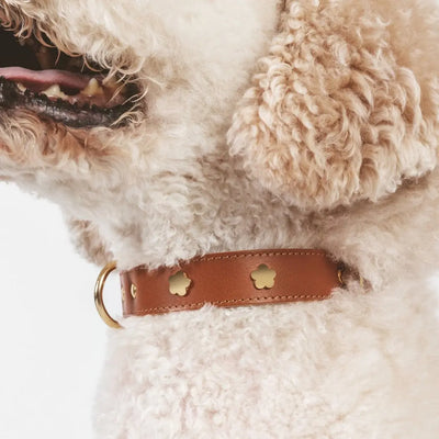 Hundehalsband aus hochwertigem Leder Cognac