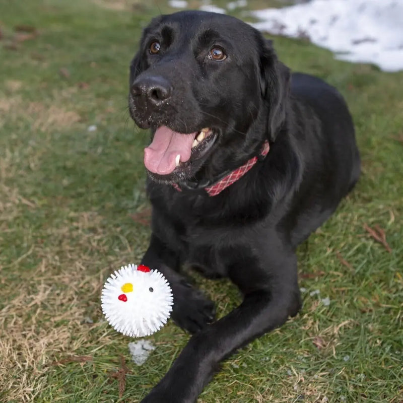 Hundespielball "Chicken"