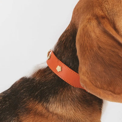 Hundehalsband aus hochwertigem Leder Cognac