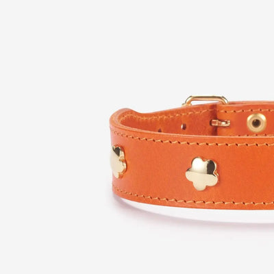 Hundehalsband aus hochwertigem Leder Cognac